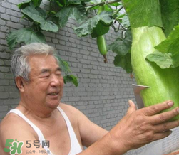 砍瓜種子哪里有賣的？砍瓜多少錢一斤？