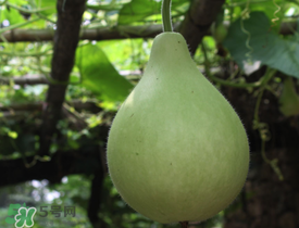 瓠子為什么會苦？瓠子苦的原因