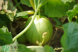 菜瓜多少錢(qián)一斤？菜瓜怎么挑？