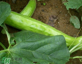 菜瓜多少錢(qián)一斤？菜瓜怎么挑？