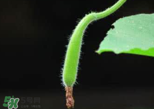 苦瓠子有毒嗎？苦瓠子中毒怎么辦？