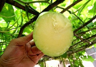 砍瓜種子哪里有賣的？砍瓜多少錢一斤？