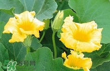 南瓜花怎么做好吃？南瓜花不能與什么同吃