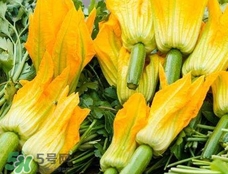 南瓜花花蕊能吃嗎？南瓜花是雌雄同株嗎