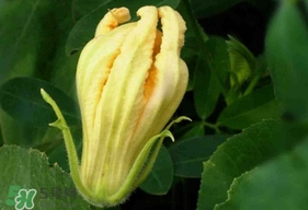 南瓜花怎么洗？南瓜花怎么處理