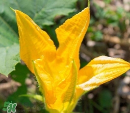 南瓜花可以吃嗎？南瓜花怎么吃