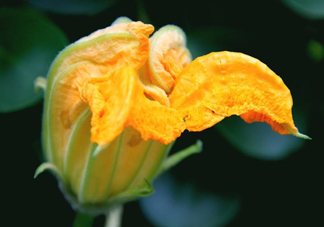 南瓜花怎么洗？南瓜花怎么處理