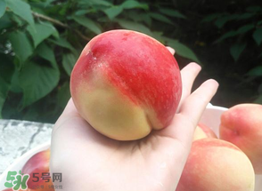 毛桃熱量高嗎？一個(gè)毛桃的熱量