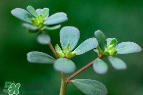 螞蚱菜洗好后怎么保存？剛采的螞蚱菜能存放幾天