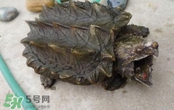 鱷龜為什么不能放生？鱷龜咬人嗎？