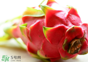 七月份可以種火龍果嗎？火龍果什么時候種植？