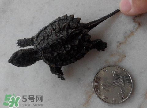 鱷龜是保護(hù)動(dòng)物嗎？鱷龜是外來(lái)物種嗎