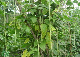 7月份可以種豆角嗎？豆角幾月份種？