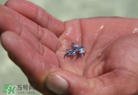 海蛞蝓可以當(dāng)寵物養(yǎng)嗎？ 海蛞蝓多少錢一只？