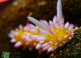 海蛞蝓可以當(dāng)寵物養(yǎng)嗎？ 海蛞蝓多少錢一只？