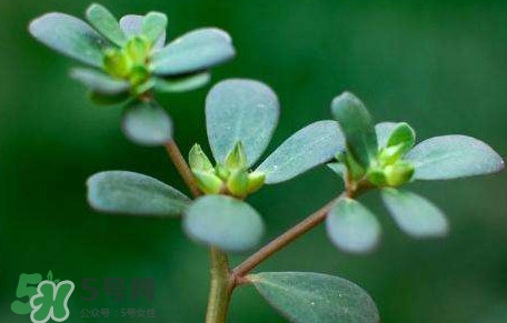 螞蚱菜對(duì)人體有哪些好處？螞蚱菜不能和什么一起吃