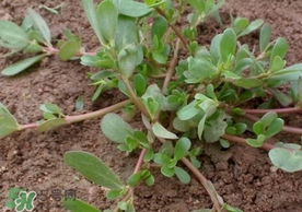 螞蚱菜怎么吃？螞蚱菜怎么做好吃