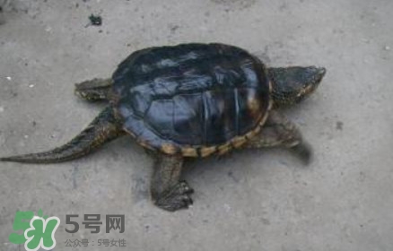 鱷龜可以吃嗎？鱷龜好吃嗎