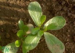 螞蚱菜洗好后怎么保存？剛采的螞蚱菜能存放幾天