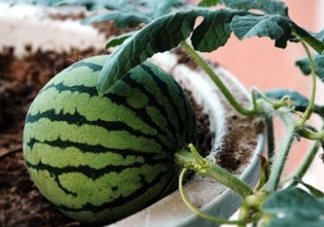 七月份可以種西瓜嗎？7月份可以種西瓜嗎？