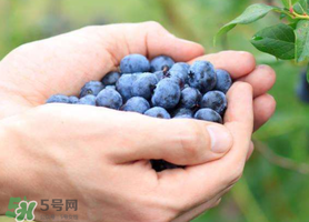 藍(lán)莓什么品種好？盆栽藍(lán)莓什么品種好？