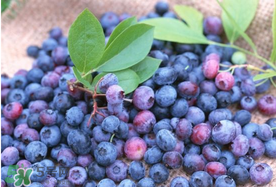 藍(lán)莓什么品種好？盆栽藍(lán)莓什么品種好？