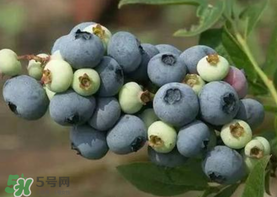 藍(lán)莓什么品種好？盆栽藍(lán)莓什么品種好？