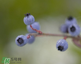 野生藍莓多少錢一斤？野生藍莓多少錢一箱？