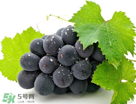 巨峰葡萄幾月份成熟？巨峰葡萄什么時(shí)候成熟？