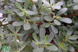 馬蜂菜孕婦可以吃嗎？孕婦能吃馬蜂菜嗎