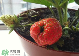 七月份有草莓嗎？7月份有草莓嗎？