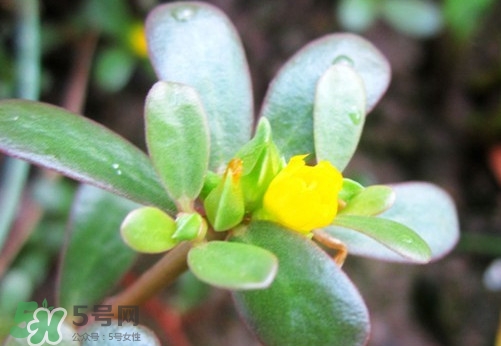 馬蜂菜治什么??？馬蜂菜的功效與作用
