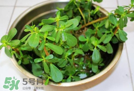 馬蜂菜治什么病？馬蜂菜的功效與作用