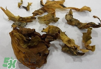 昆布是什么？昆布是海帶嗎