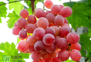 紅提變軟了還能吃嗎？紅提變軟是不是壞了？