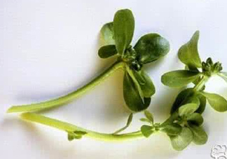 馬蜂菜有毒嗎？馬蜂菜有什么好處