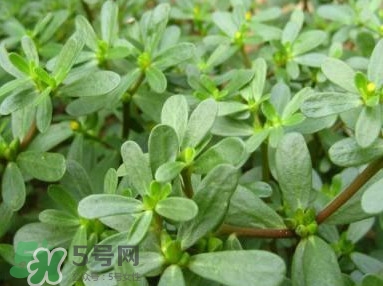 馬蜂菜跟什么相克？什么人不能吃馬蜂菜？