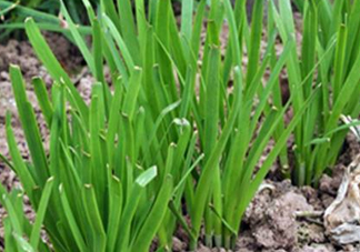 6月份能種韭菜嗎？ 6月份能種韭菜種子嗎？