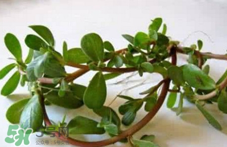 馬蜂菜跟什么相克？什么人不能吃馬蜂菜？