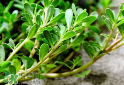馬蜂菜有毒嗎？馬蜂菜有什么好處