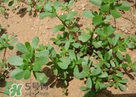 馬蜂菜治什么病？馬蜂菜的功效與作用