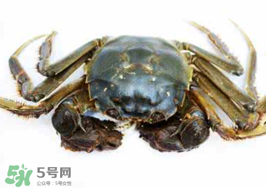 黃浦江邊為什么會出現(xiàn)大閘蟹？黃浦江岸邊驚現(xiàn)大閘蟹