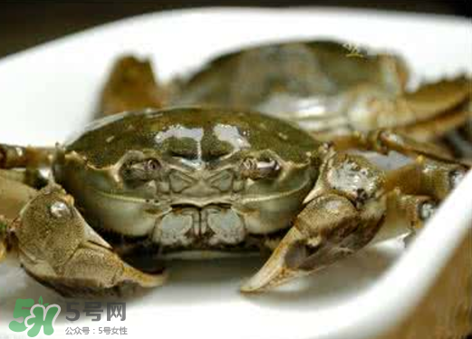 黃浦江邊為什么會出現(xiàn)大閘蟹？黃浦江岸邊驚現(xiàn)大閘蟹