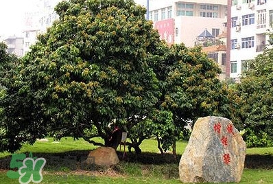 掛綠荔枝為什么這么出名？掛綠荔枝的由來和傳說