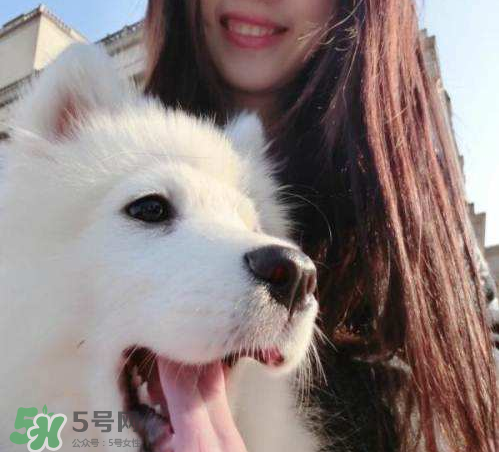 薩摩耶多少錢一只？小薩摩耶多少錢一只？