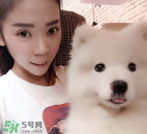 薩摩耶多少錢一只？小薩摩耶多少錢一只？