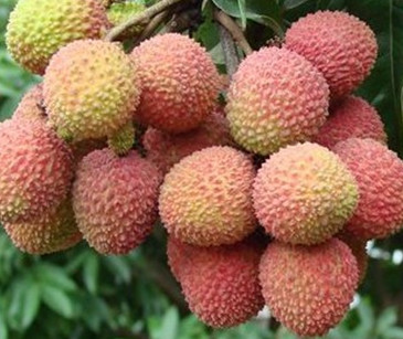 增城荔枝什么時(shí)候成熟？增城的荔枝品種有哪些？