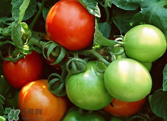 青西紅柿放紅了能吃嗎？青西紅柿放熟了能吃嗎？