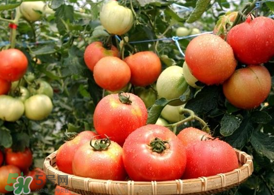 青西紅柿放紅了能吃嗎？青西紅柿放熟了能吃嗎？