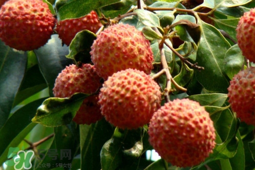 增城荔枝多少錢一斤？增城荔枝哪里的最好吃